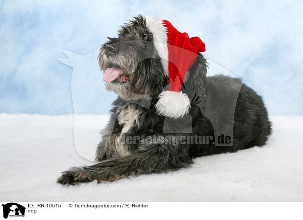 Mischling / dog / RR-10515