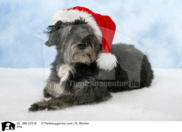 Mischling / dog / RR-10516