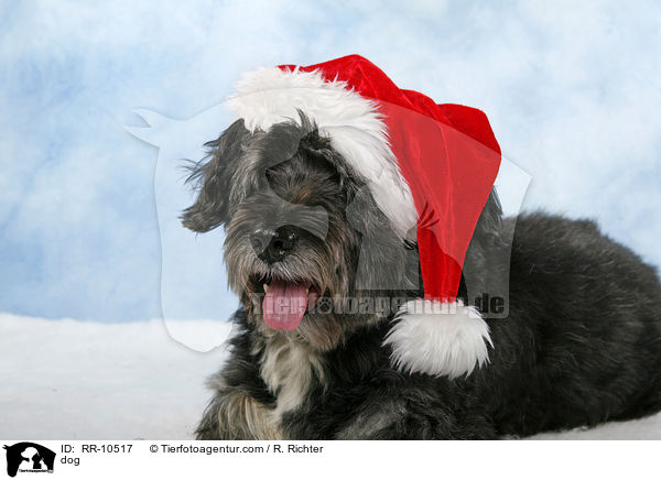 Mischling / dog / RR-10517