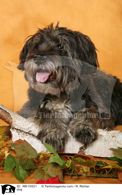 Mischling / dog / RR-10521