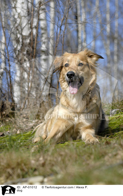 Mischling / dog / AP-01012