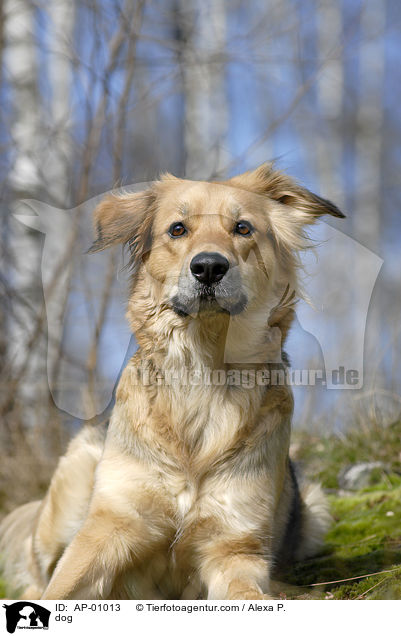 Mischling / dog / AP-01013