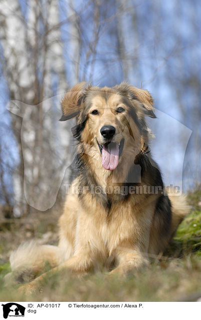 Mischling / dog / AP-01017