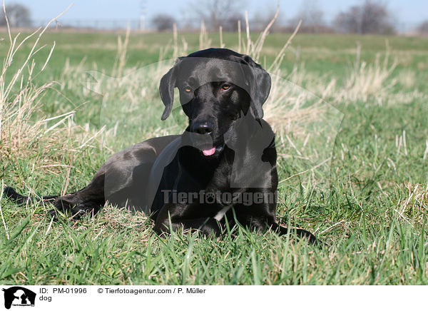 Mischling / dog / PM-01996