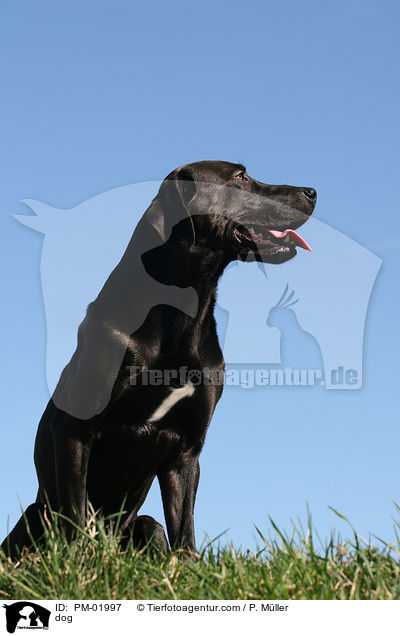 Mischling / dog / PM-01997