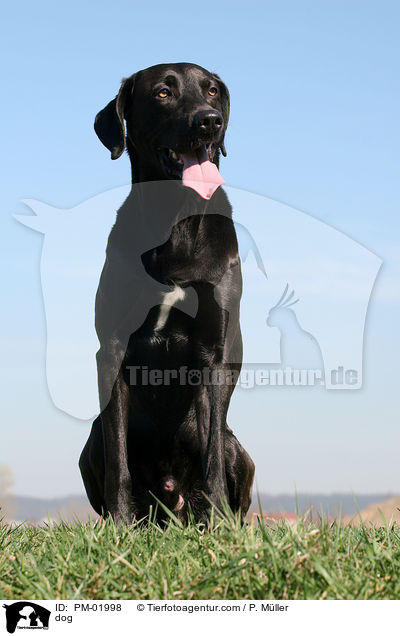 Mischling / dog / PM-01998
