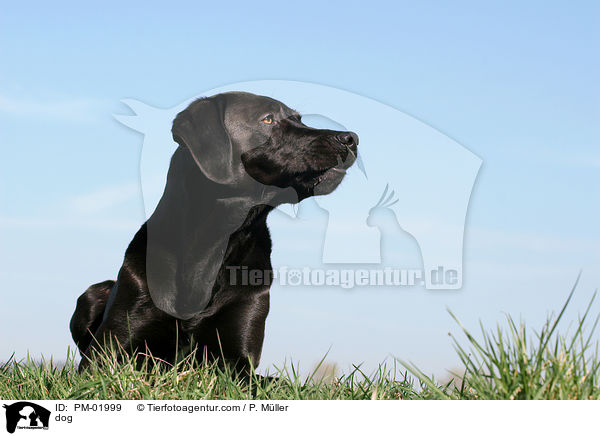 Mischling / dog / PM-01999