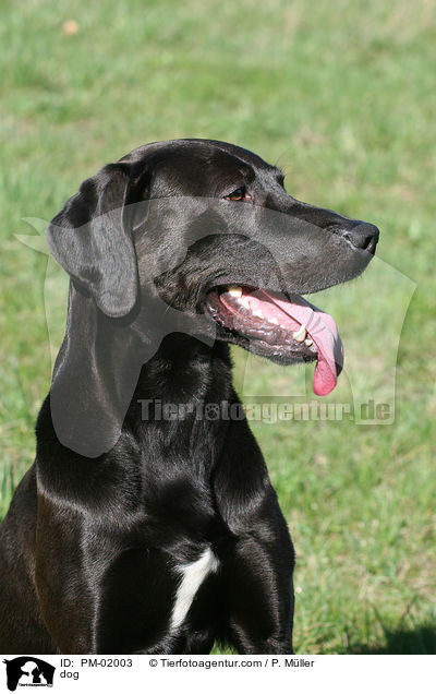 Mischling / dog / PM-02003