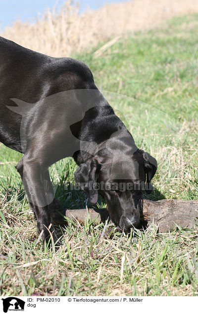 Mischling / dog / PM-02010