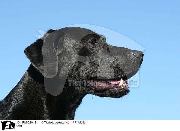 Mischling / dog / PM-02018