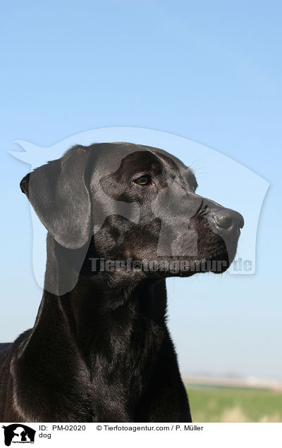Mischling / dog / PM-02020