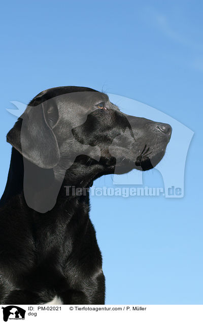 Mischling / dog / PM-02021