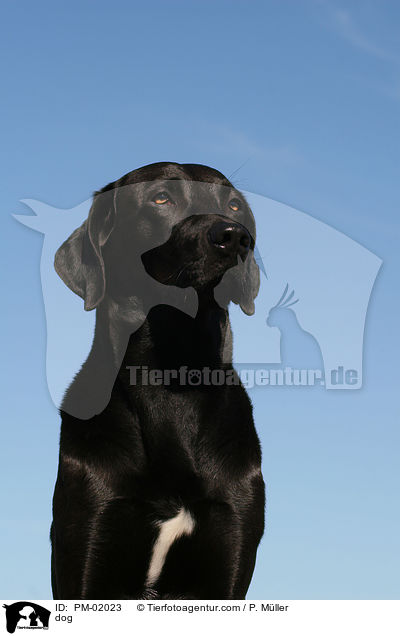 Mischling / dog / PM-02023