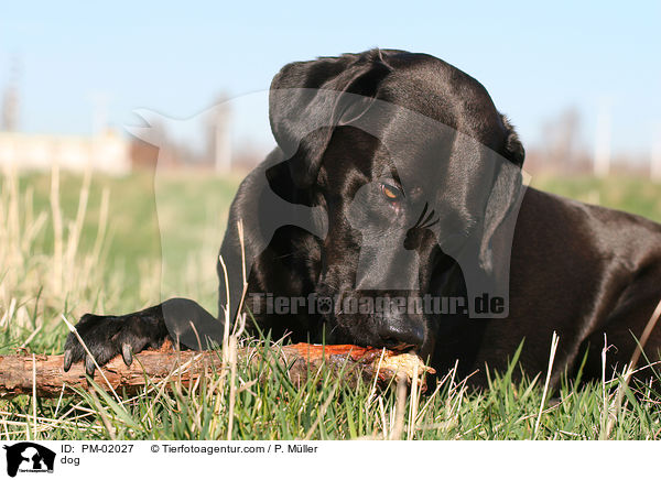 Mischling / dog / PM-02027