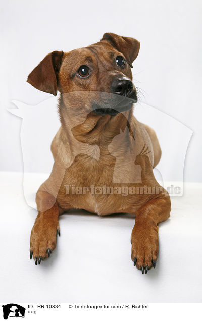 Mischling / dog / RR-10834