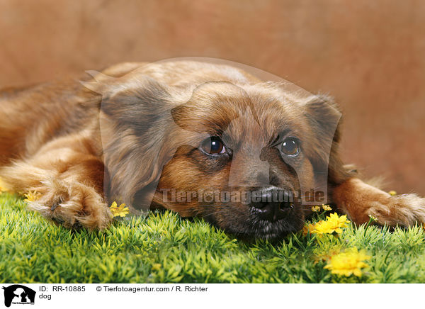 Mischling / dog / RR-10885