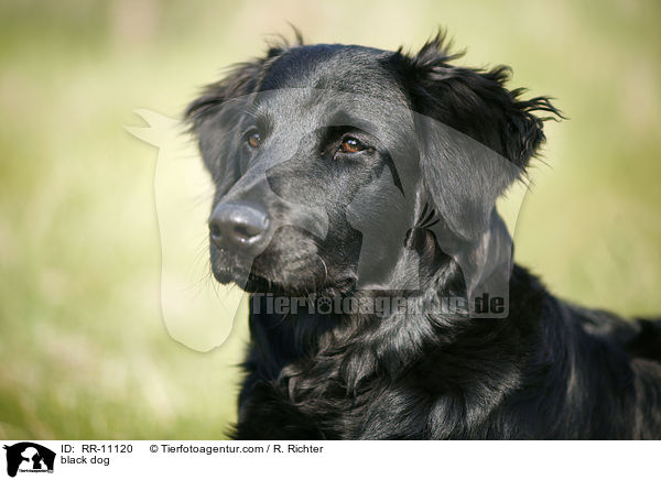 schwarzer Hund / black dog / RR-11120