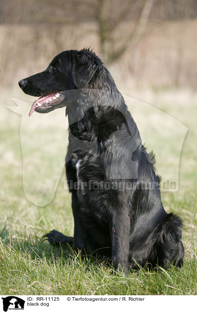 schwarzer Hund / black dog / RR-11125