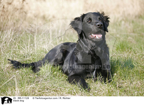 schwarzer Hund / black dog / RR-11128