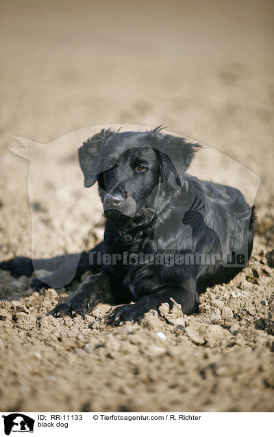 schwarzer Hund / black dog / RR-11133
