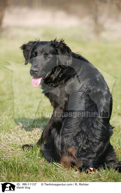 schwarzer Hund / black dog / RR-11137
