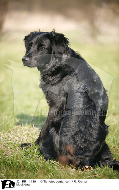 schwarzer Hund / black dog / RR-11139