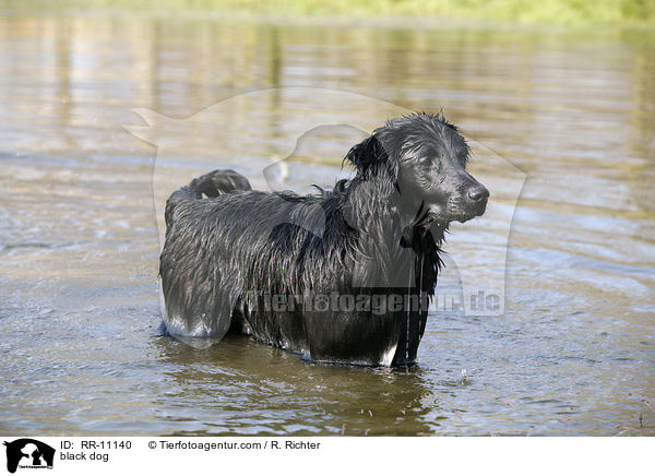 schwarzer Hund / black dog / RR-11140