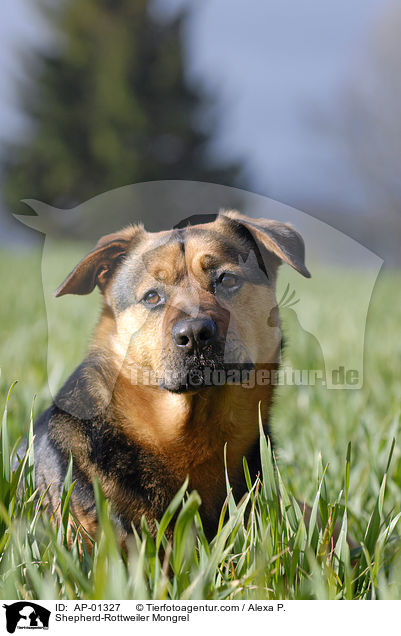 Schferhund-Rottweiler-Mix / Shepherd-Rottweiler Mongrel / AP-01327
