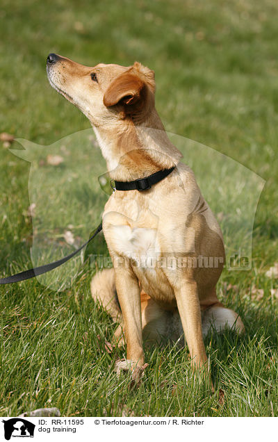 Hundeerziehung / dog training / RR-11595