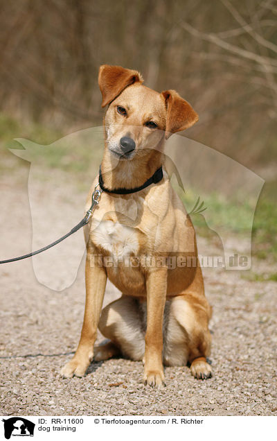 dog training / RR-11600