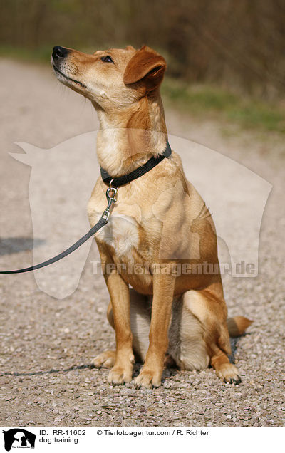 Hundeerziehung / dog training / RR-11602
