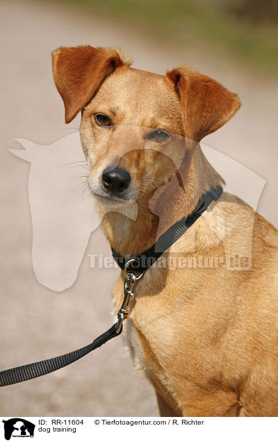 Hundeerziehung / dog training / RR-11604