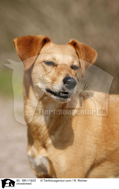 Mischling Portrait / crossbreed / RR-11605