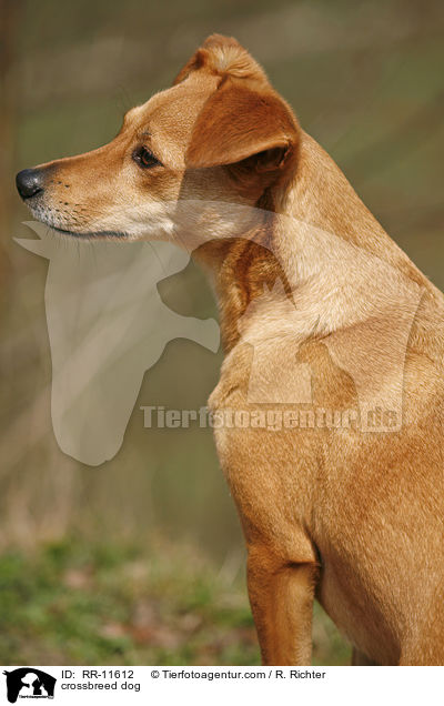 Mischlings Hund / crossbreed dog / RR-11612