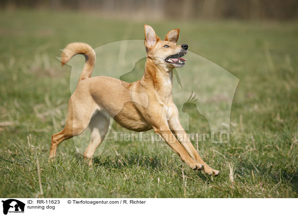 running dog / RR-11623