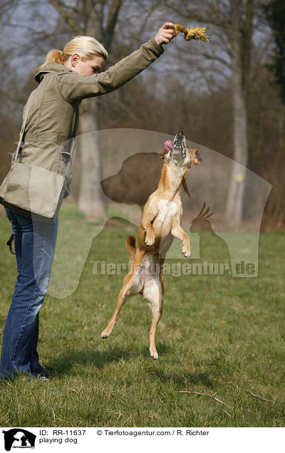 spielender Hund / playing dog / RR-11637