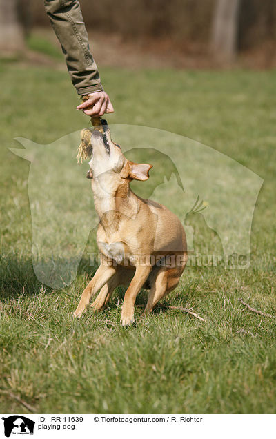 spielender Hund / playing dog / RR-11639