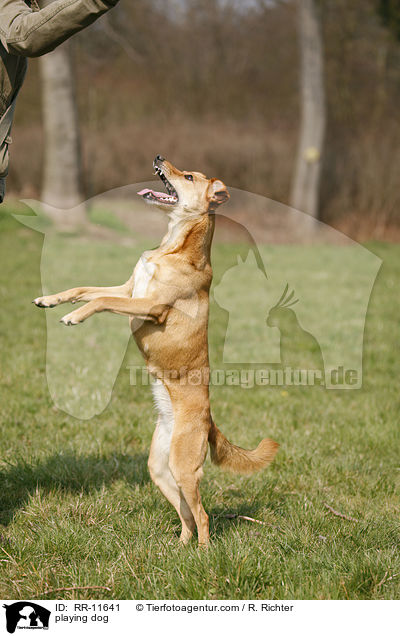 spielender Hund / playing dog / RR-11641