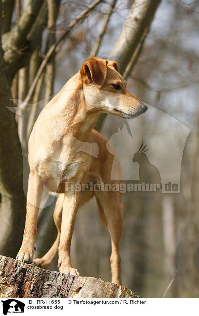 Mischlings Hund / crossbreed dog / RR-11655