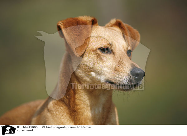 Mischling Portrait / crossbreed / RR-11665