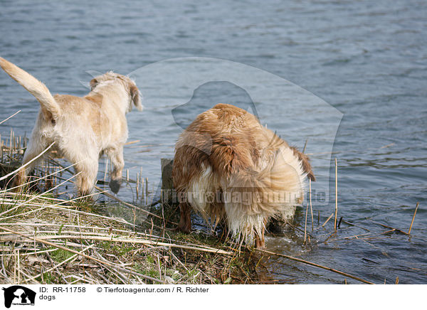 Hunde am Wasser / dogs / RR-11758
