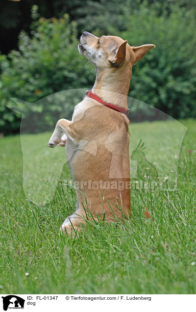 Chihuahua-Mischling / dog / FL-01347