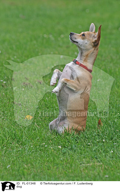 Chihuahua-Mischling / dog / FL-01348