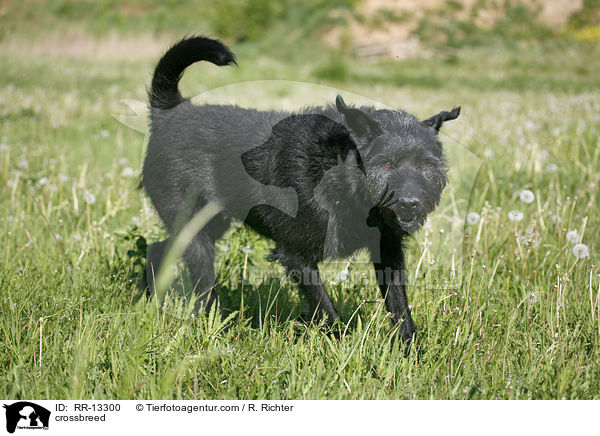 Schnauzer-Mischling / crossbreed / RR-13300