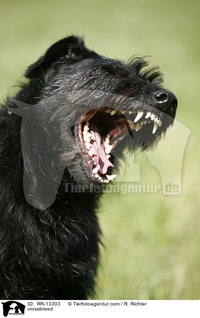 Schnauzer-Mischling / crossbreed / RR-13303