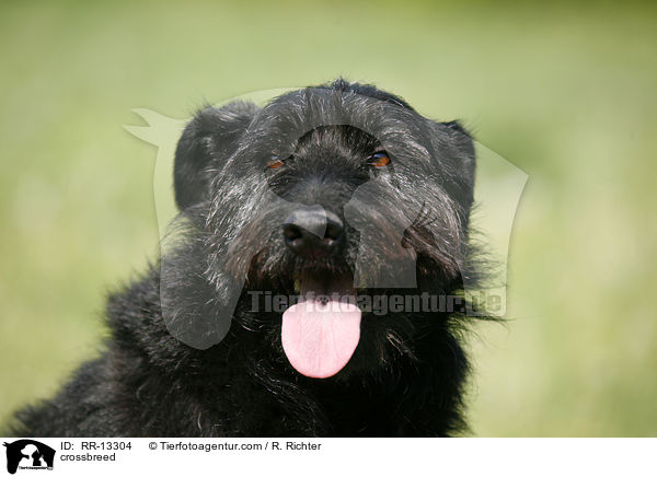 Schnauzer-Mischling / crossbreed / RR-13304