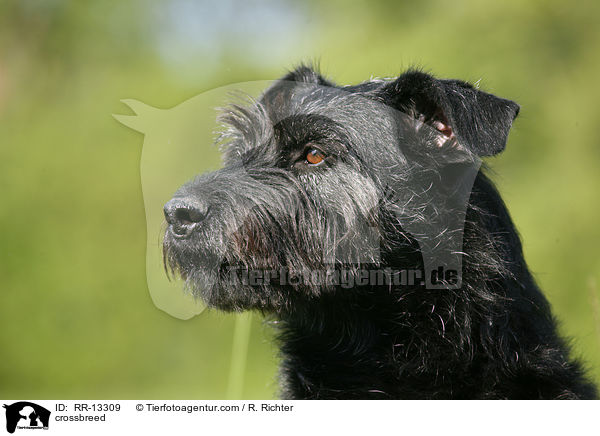 Schnauzer-Mischling / crossbreed / RR-13309