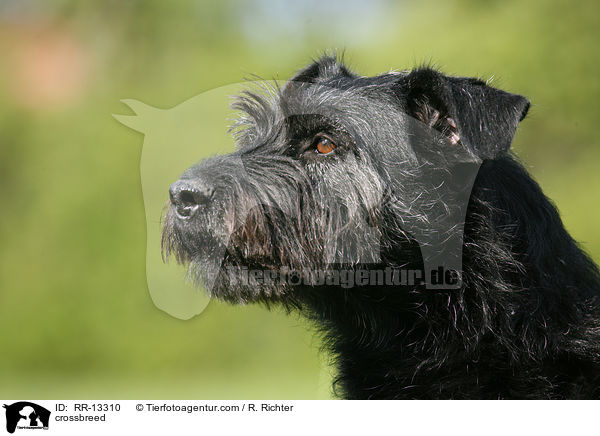 Schnauzer-Mischling / crossbreed / RR-13310