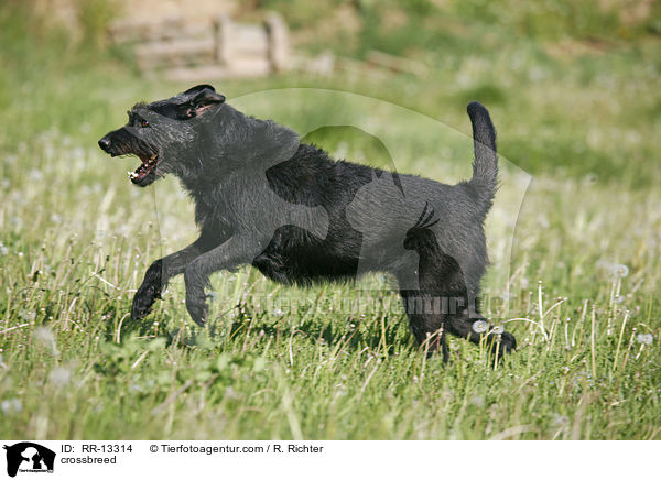 Schnauzer-Mischling / crossbreed / RR-13314