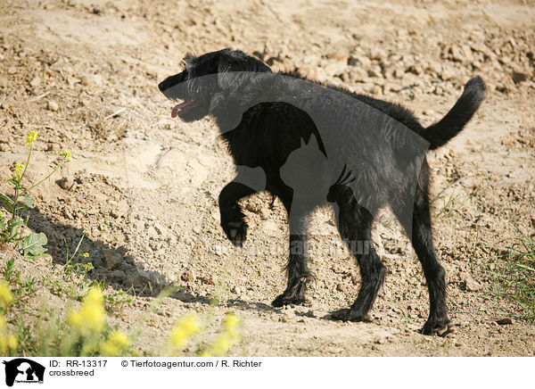 Schnauzer-Mischling / crossbreed / RR-13317